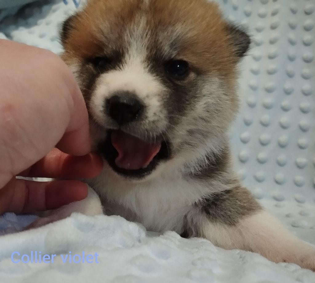 des Compagnons du Coeur de l'Oise - Chiots disponibles - Akita