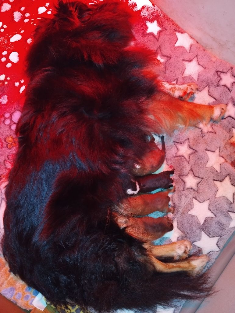 Chiot Shetland Sheepdog des Compagnons du Coeur de l'Oise