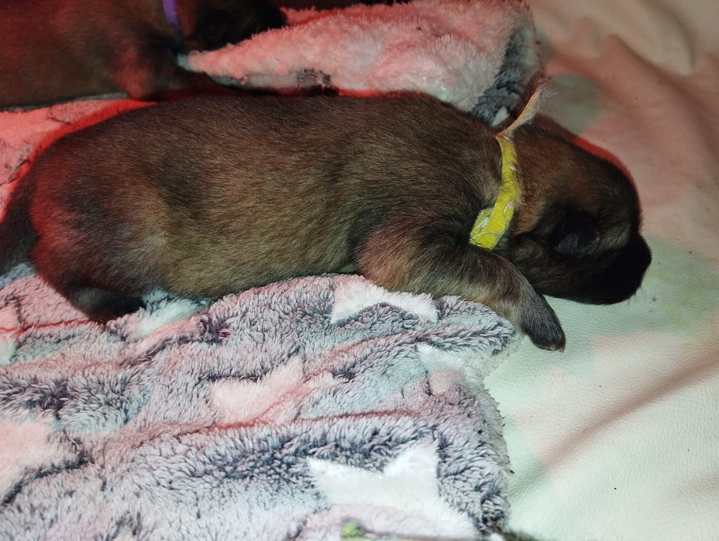 des Compagnons du Coeur de l'Oise - Chiots disponibles - Eurasier