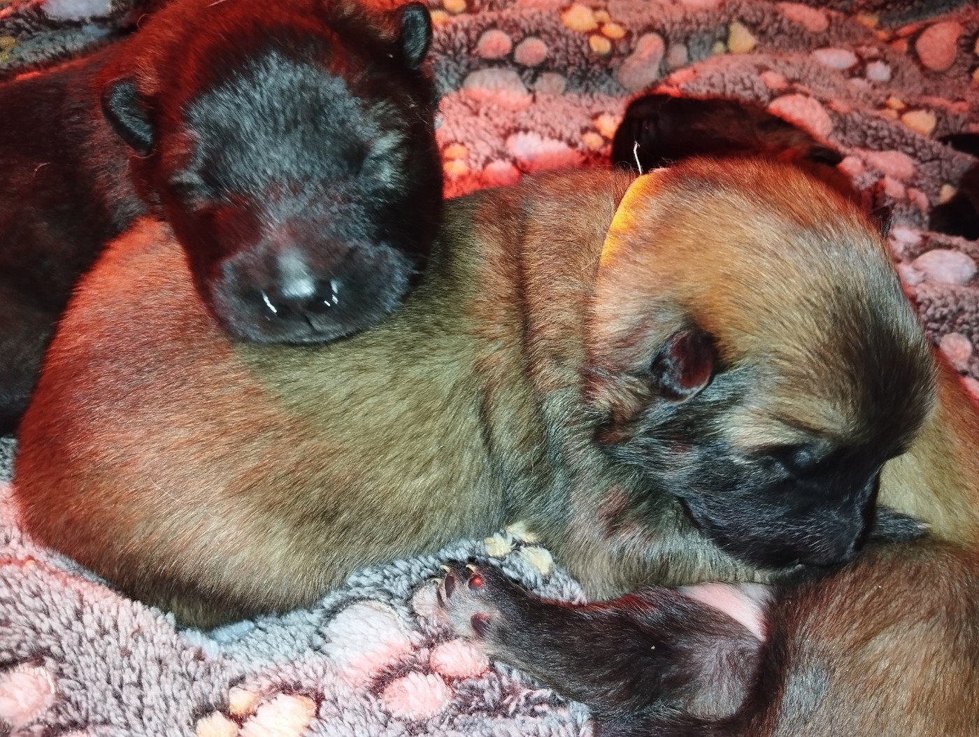 des Compagnons du Coeur de l'Oise - Chiots disponibles - Eurasier