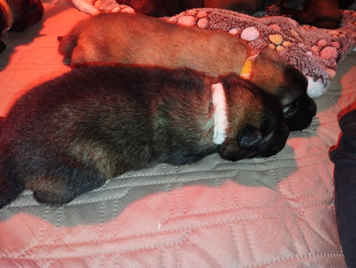 des Compagnons du Coeur de l'Oise - Chiots disponibles - Eurasier