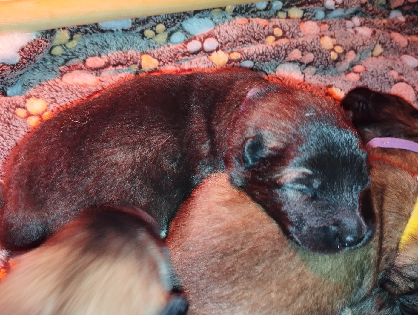 des Compagnons du Coeur de l'Oise - Chiots disponibles - Eurasier