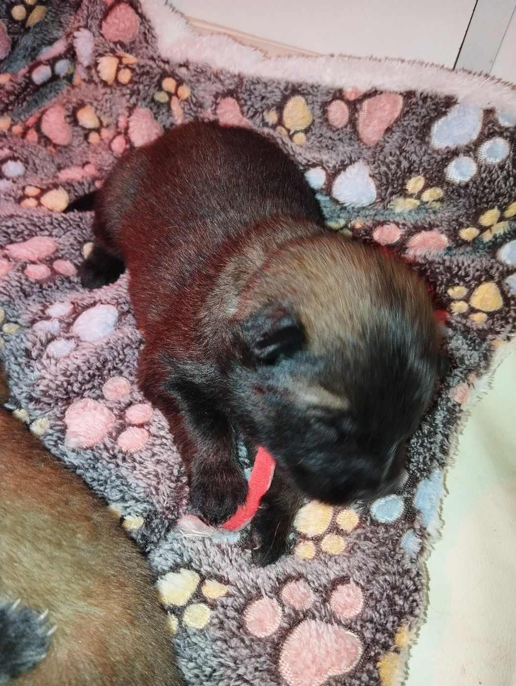 des Compagnons du Coeur de l'Oise - Chiots disponibles - Eurasier