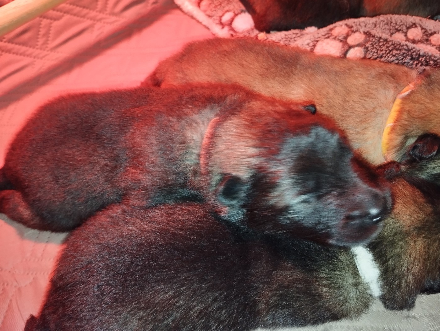des Compagnons du Coeur de l'Oise - Chiots disponibles - Eurasier