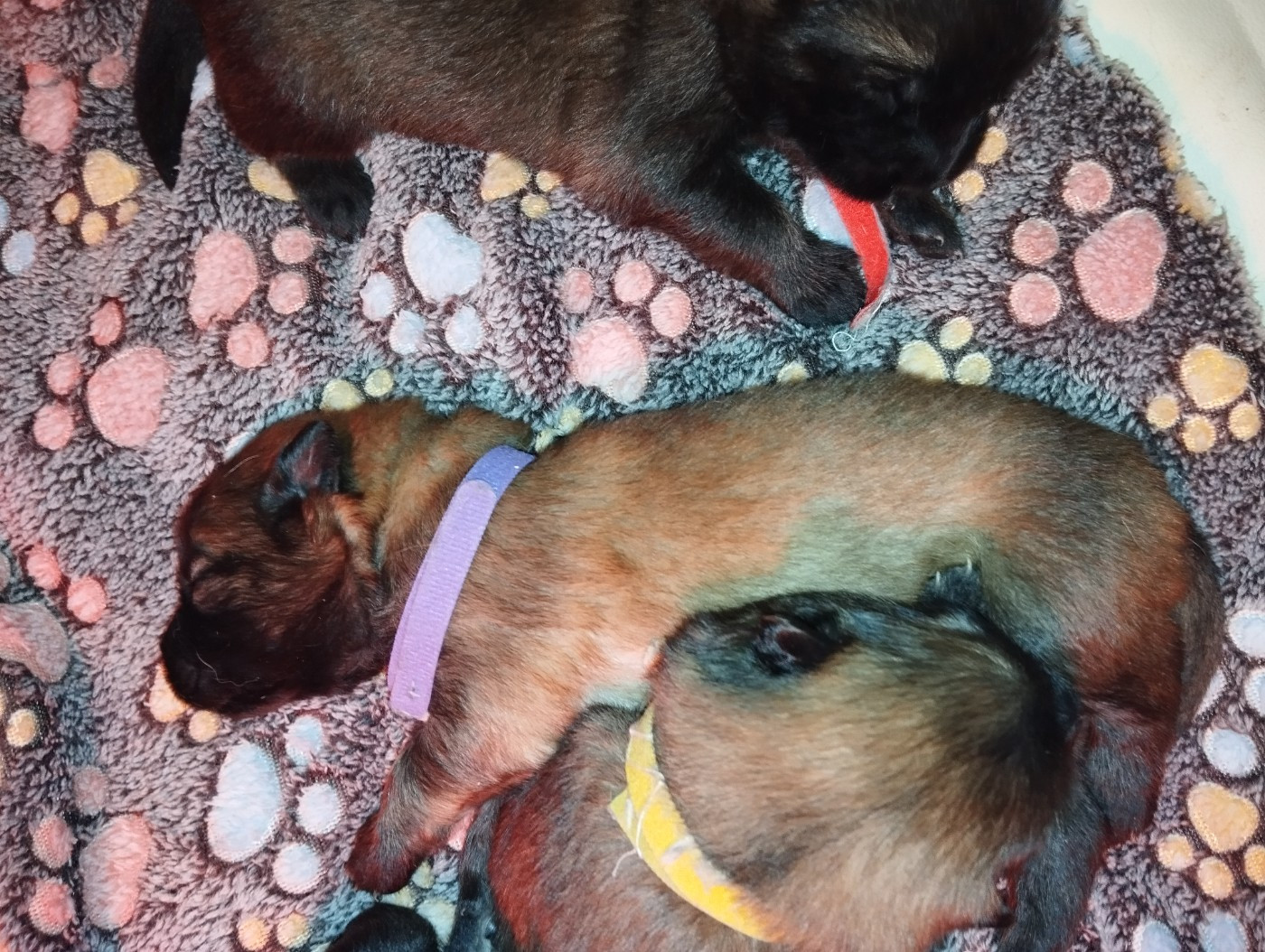 des Compagnons du Coeur de l'Oise - Chiots disponibles - Eurasier