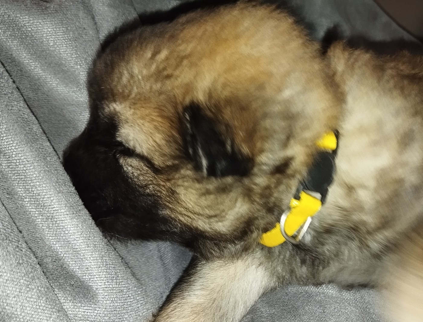 des Compagnons du Coeur de l'Oise - Chiots disponibles - Eurasier