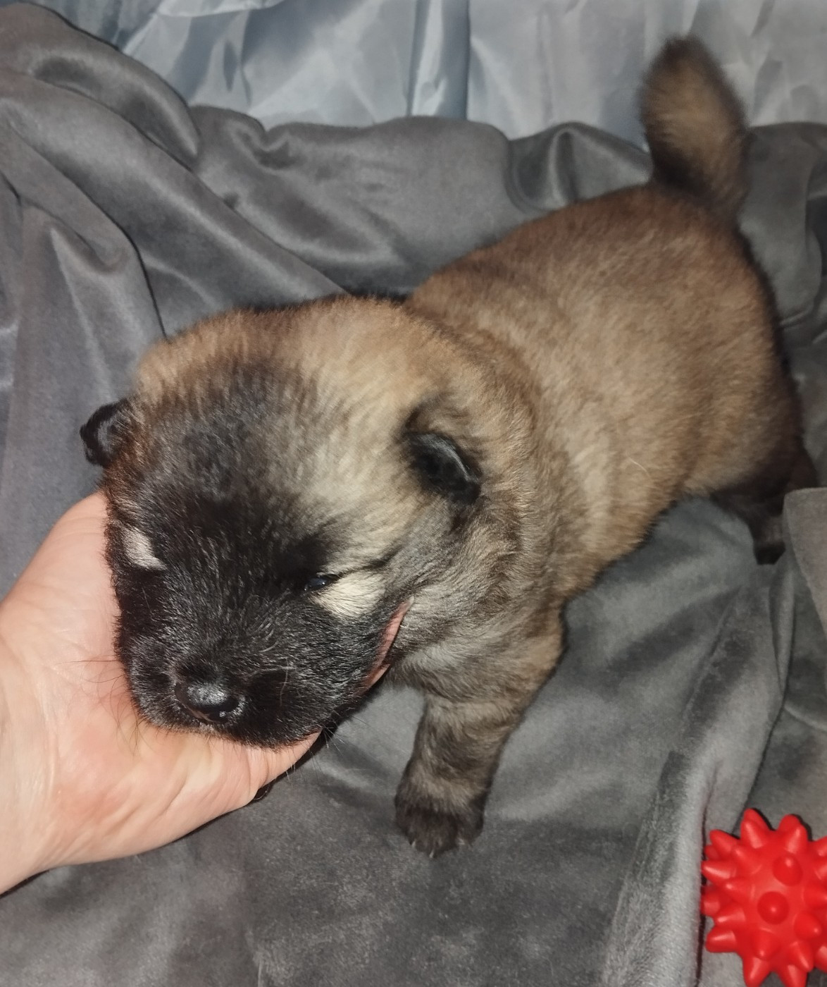 des Compagnons du Coeur de l'Oise - Chiots disponibles - Eurasier