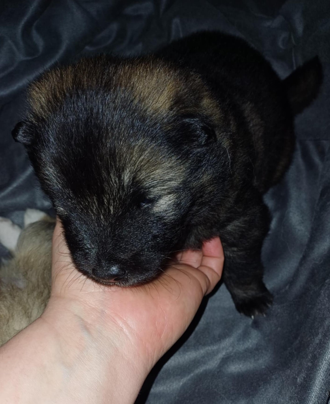 des Compagnons du Coeur de l'Oise - Chiots disponibles - Eurasier