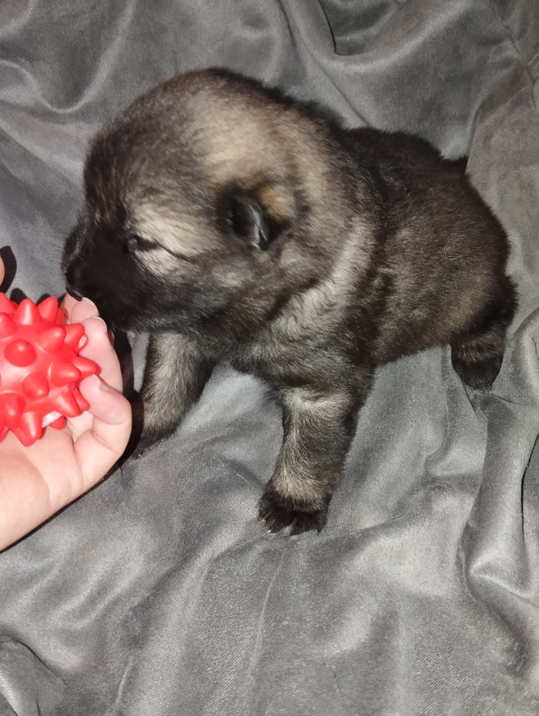 des Compagnons du Coeur de l'Oise - Chiots disponibles - Eurasier