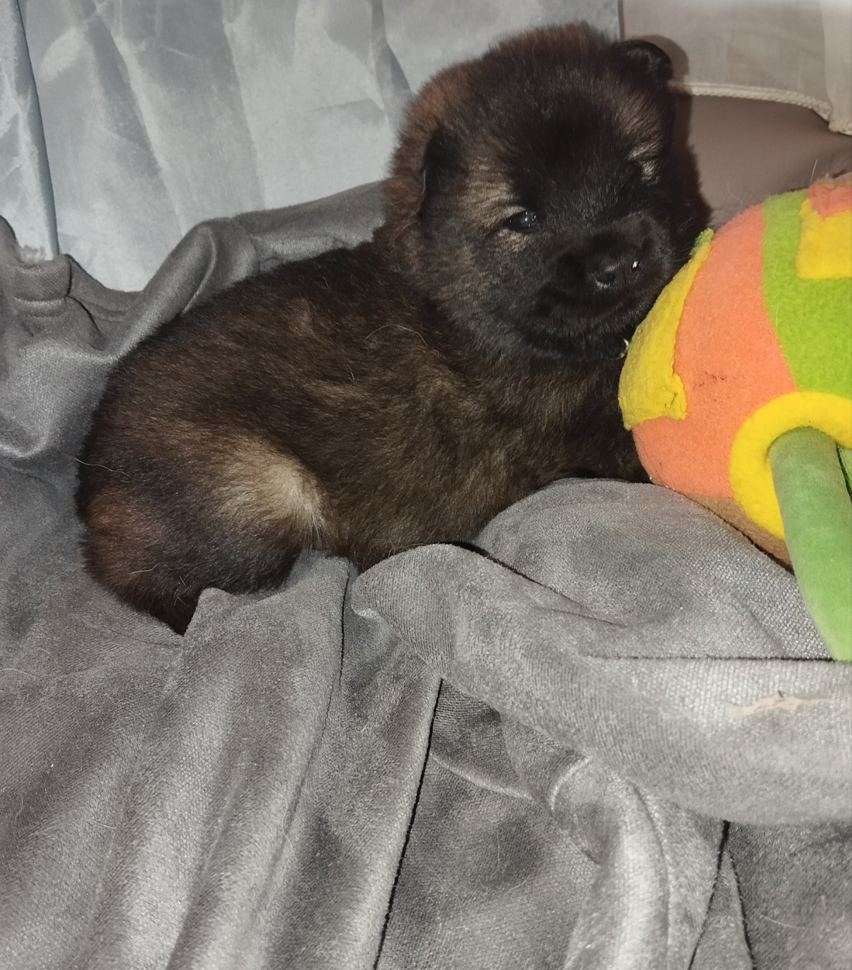 des Compagnons du Coeur de l'Oise - Chiots disponibles - Eurasier