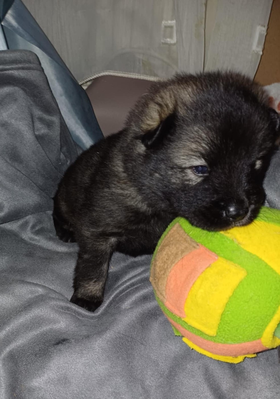 des Compagnons du Coeur de l'Oise - Chiots disponibles - Eurasier