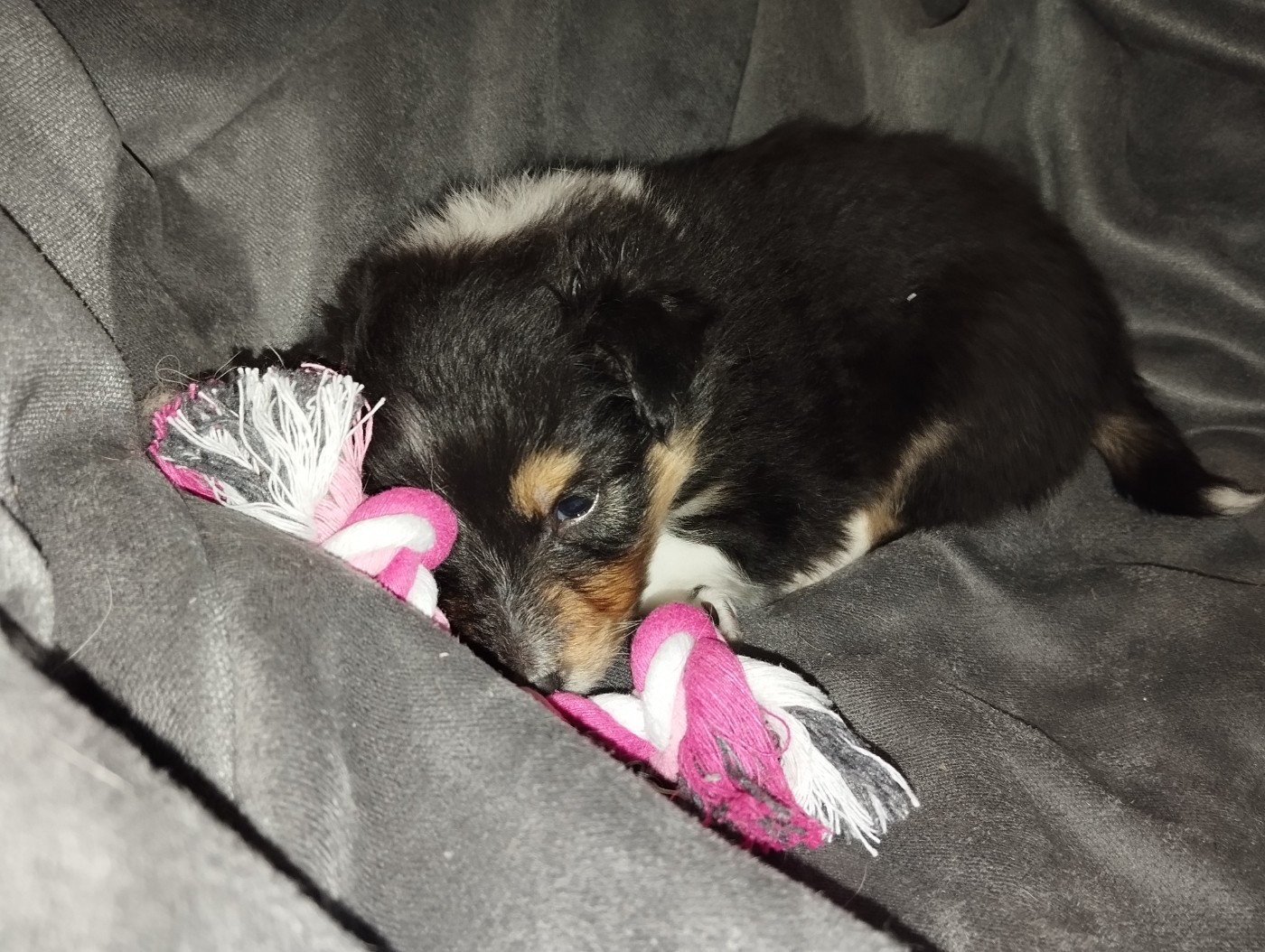 des Compagnons du Coeur de l'Oise - Chiots disponibles - Shetland Sheepdog