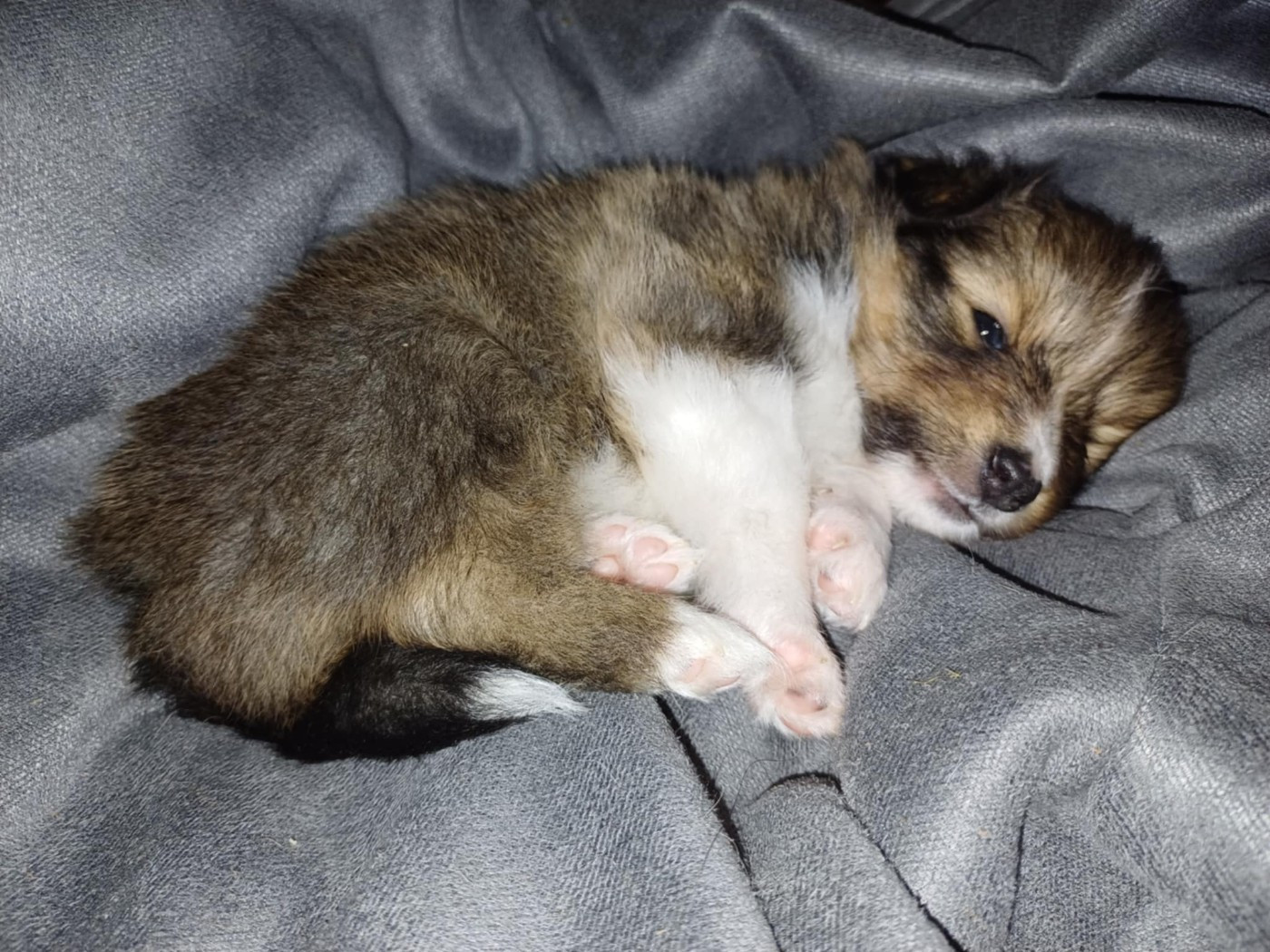 des Compagnons du Coeur de l'Oise - Chiots disponibles - Shetland Sheepdog