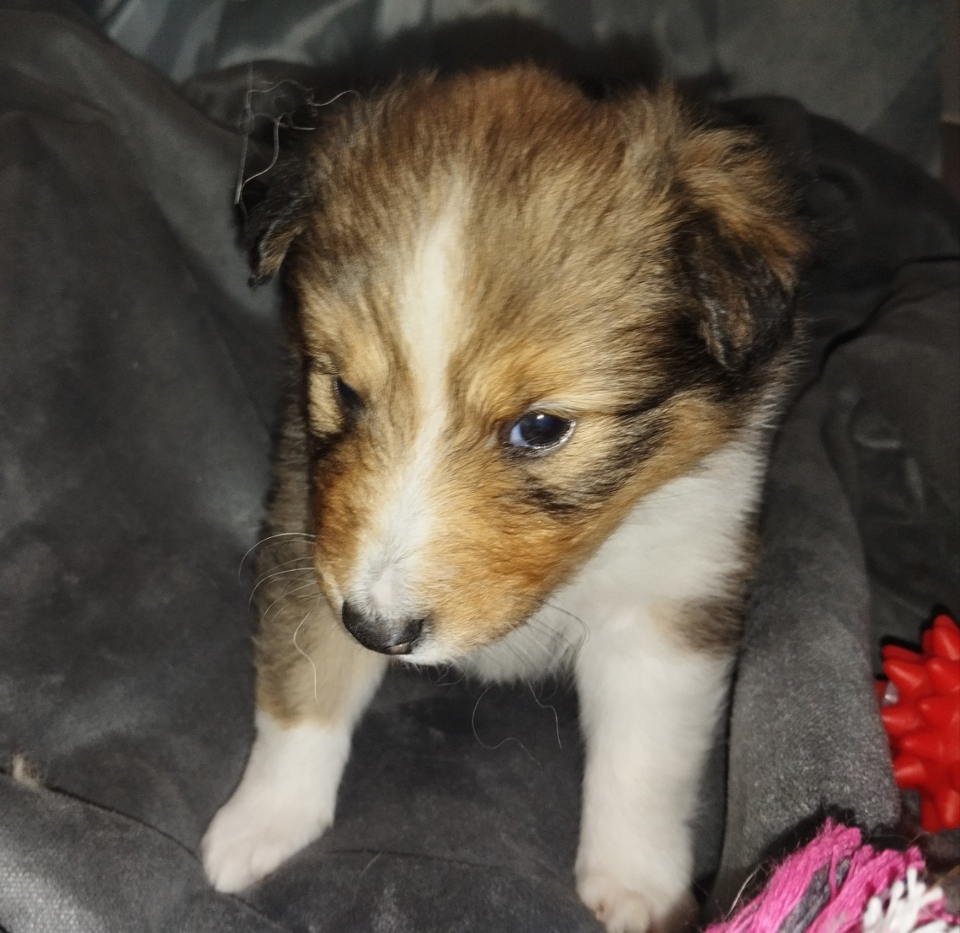 des Compagnons du Coeur de l'Oise - Chiots disponibles - Shetland Sheepdog