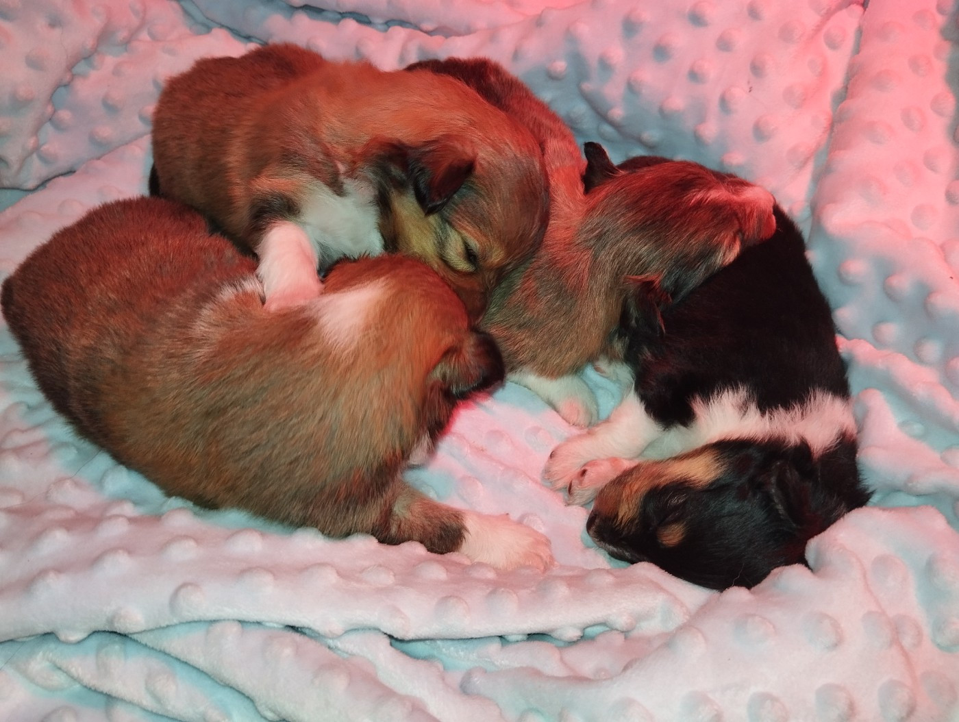 des Compagnons du Coeur de l'Oise - Shetland Sheepdog - Portée née le 12/11/2025
