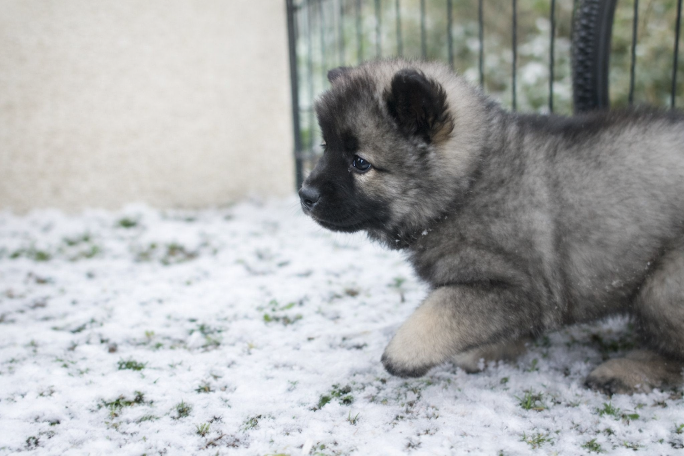 des Compagnons du Coeur de l'Oise - Chiots disponibles - Eurasier
