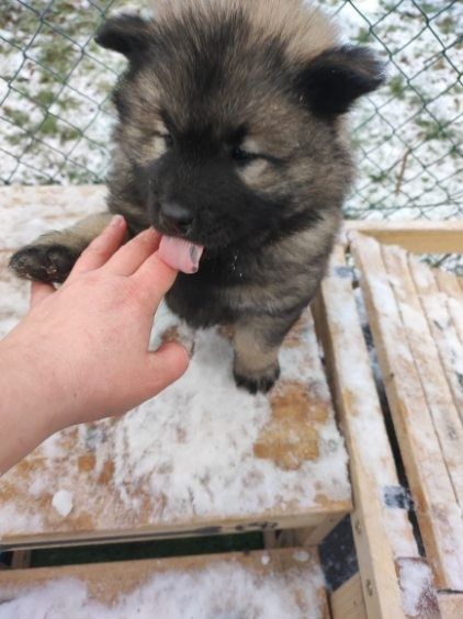 des Compagnons du Coeur de l'Oise - Chiots disponibles - Eurasier