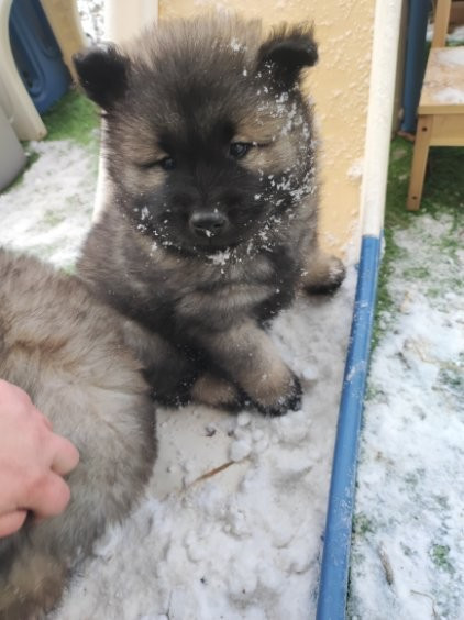 des Compagnons du Coeur de l'Oise - Chiots disponibles - Eurasier