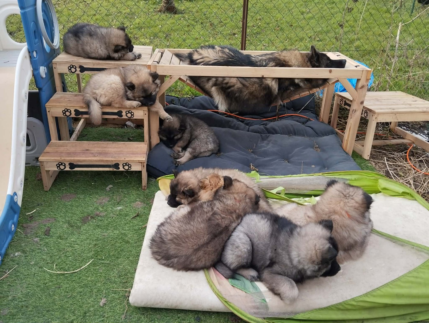 Chiot Eurasier des Compagnons du Coeur de l'Oise
