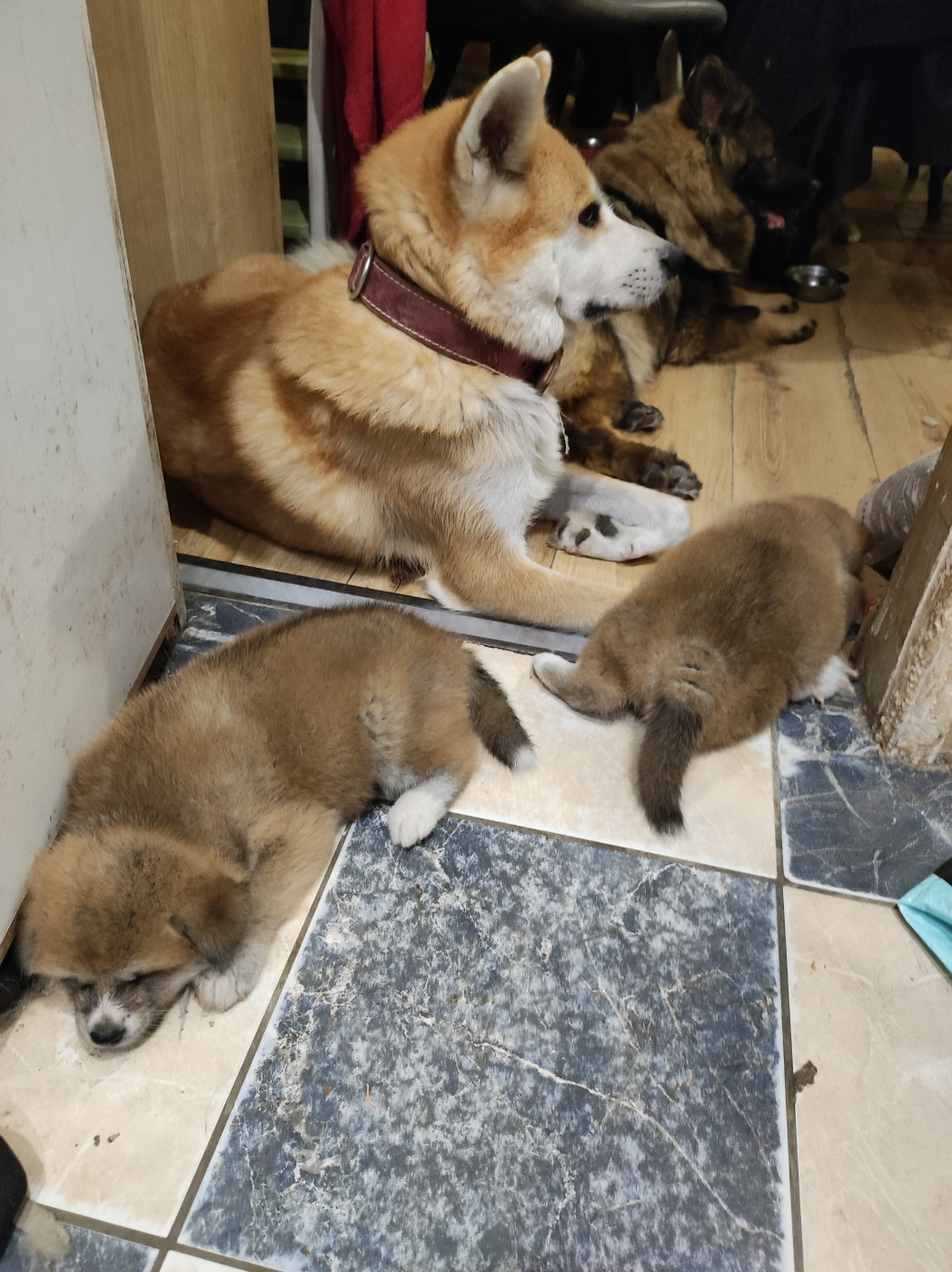Chiot Akita des Compagnons du Coeur de l'Oise