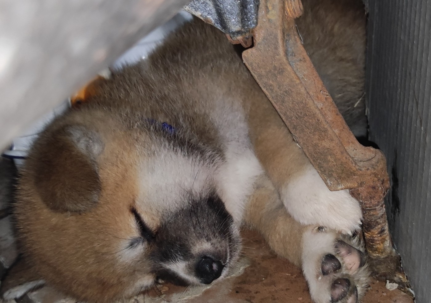 des Compagnons du Coeur de l'Oise - Chiots disponibles - Akita