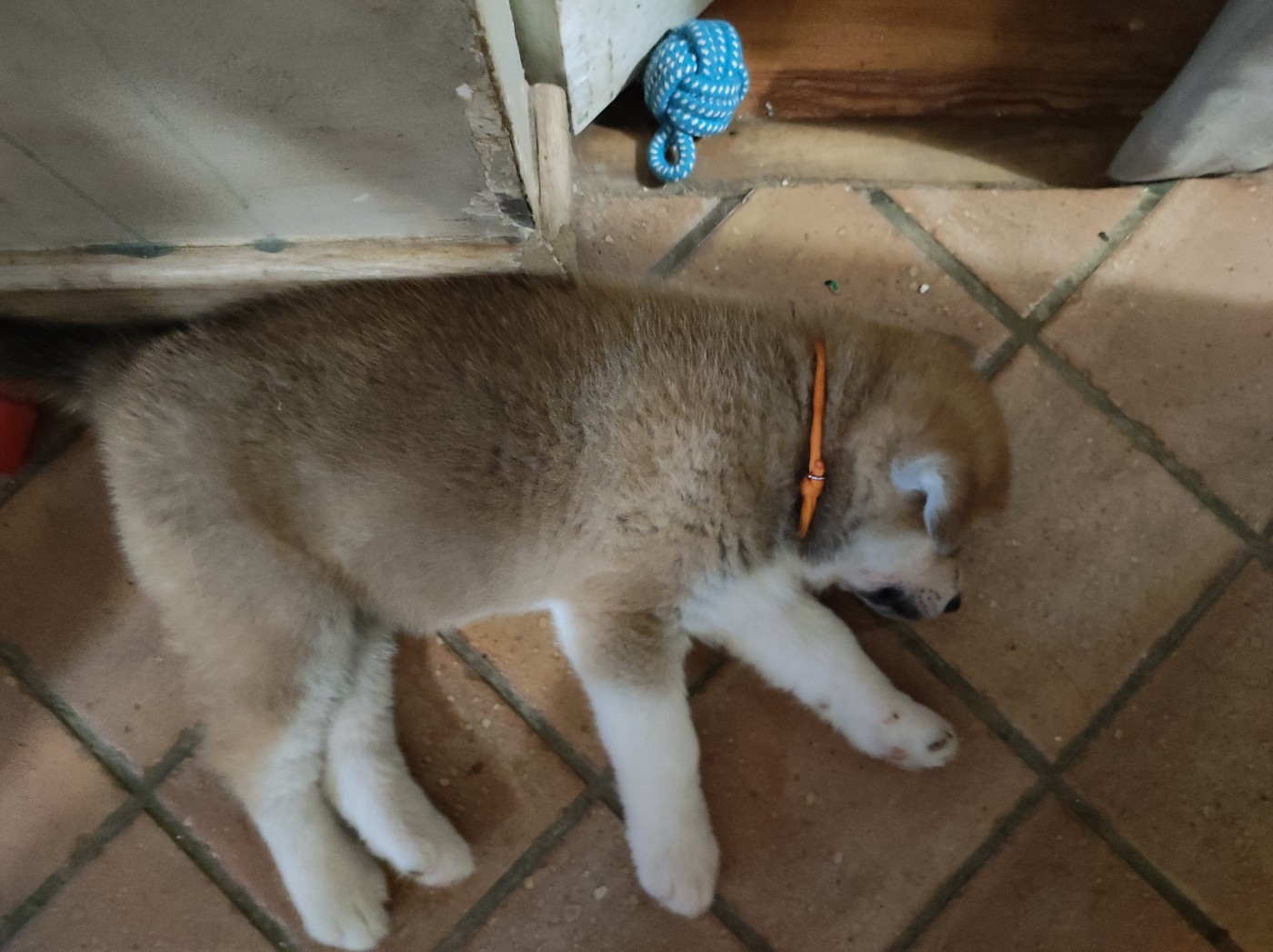 des Compagnons du Coeur de l'Oise - Chiots disponibles - Akita