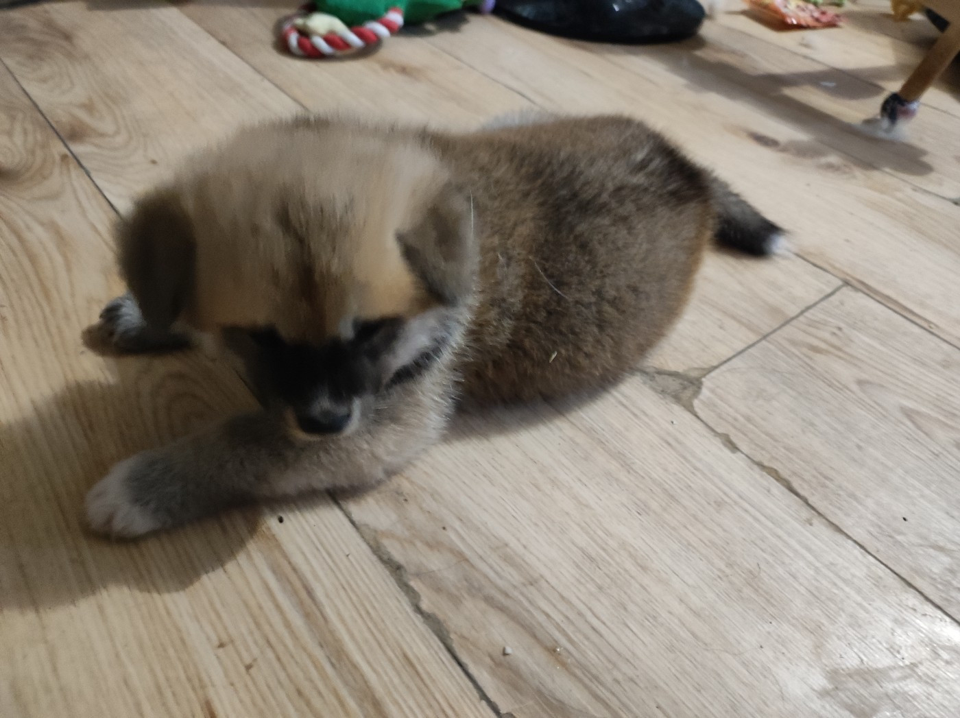 des Compagnons du Coeur de l'Oise - Chiots disponibles - Akita