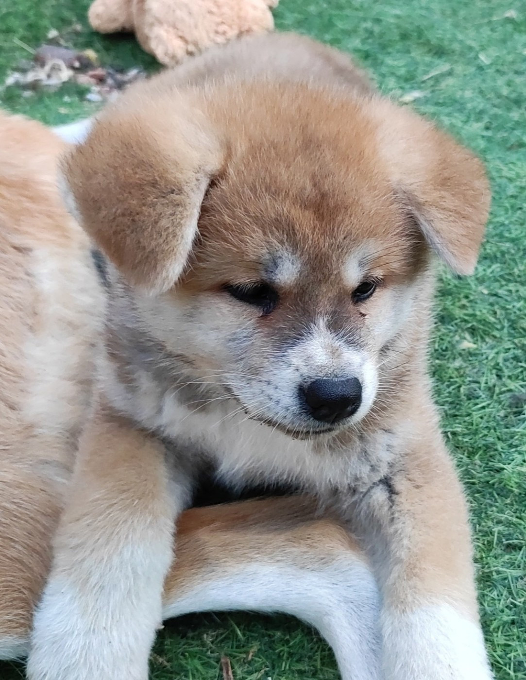 des Compagnons du Coeur de l'Oise - Chiots disponibles - Akita