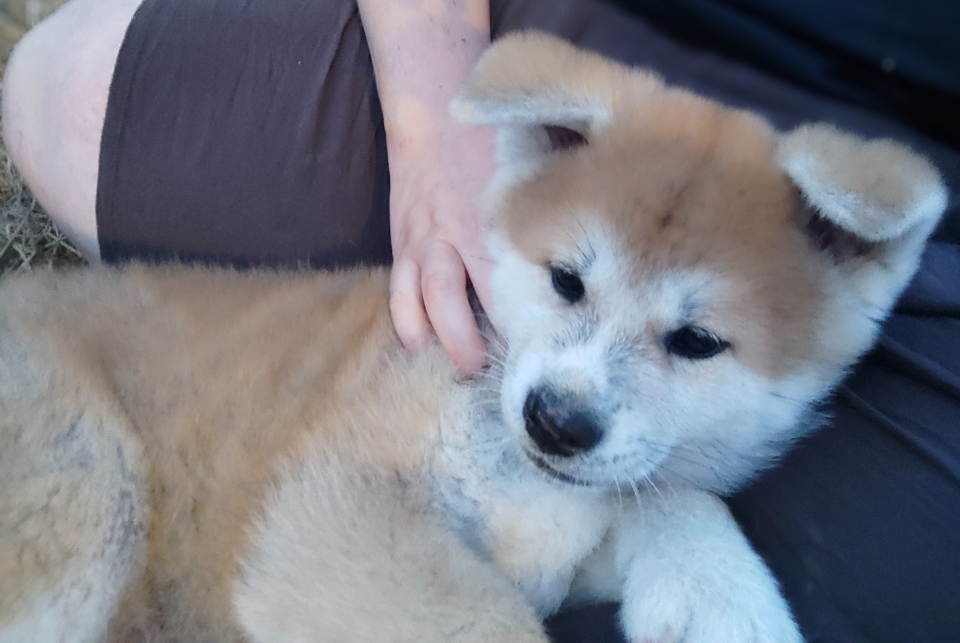 Chiot Akita des Compagnons du Coeur de l'Oise