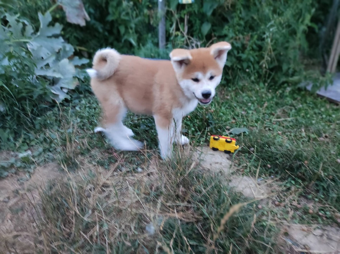 des Compagnons du Coeur de l'Oise - Chiots disponibles - Akita