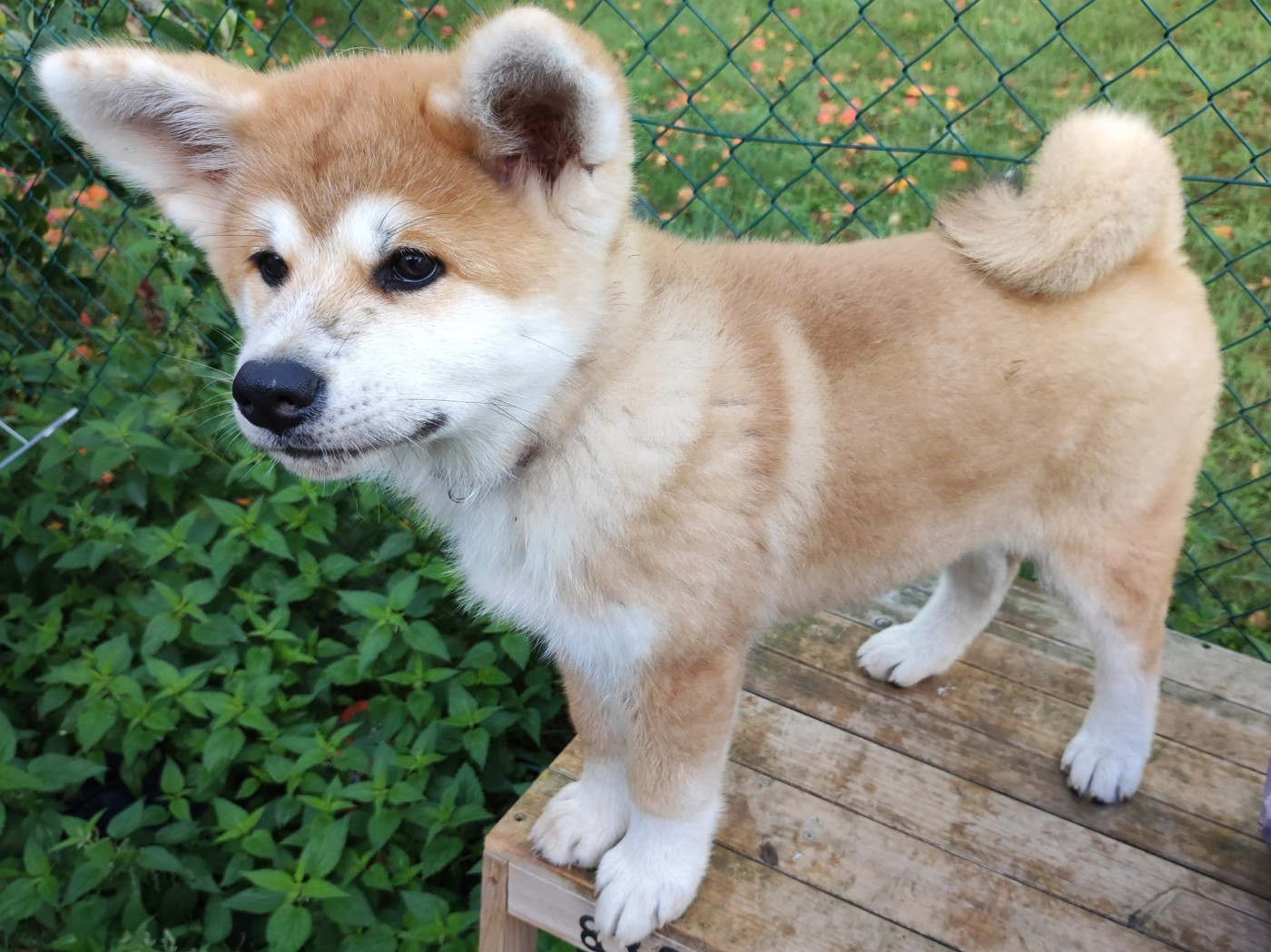 des Compagnons du Coeur de l'Oise - Chiots disponibles - Akita