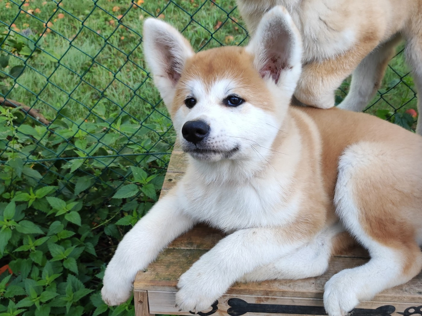 des Compagnons du Coeur de l'Oise - Chiots disponibles - Akita