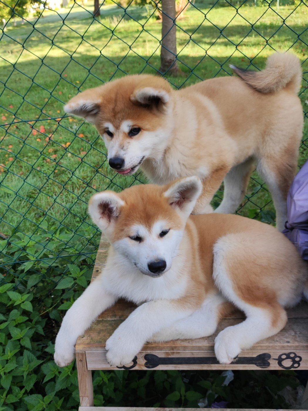 Chiot Akita des Compagnons du Coeur de l'Oise