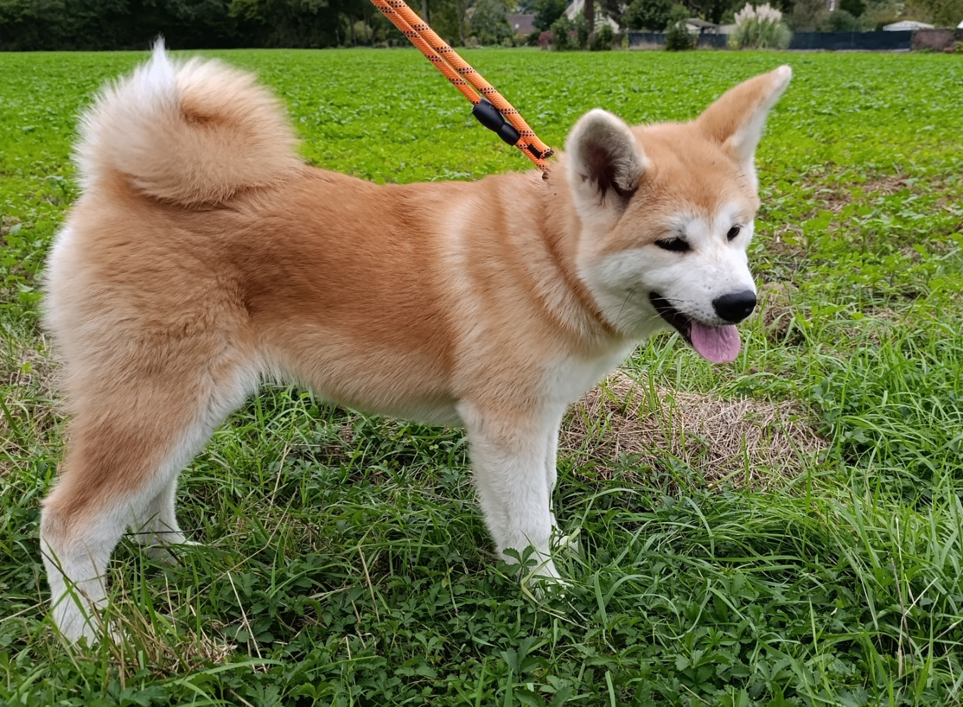 des Compagnons du Coeur de l'Oise - Chiots disponibles - Akita
