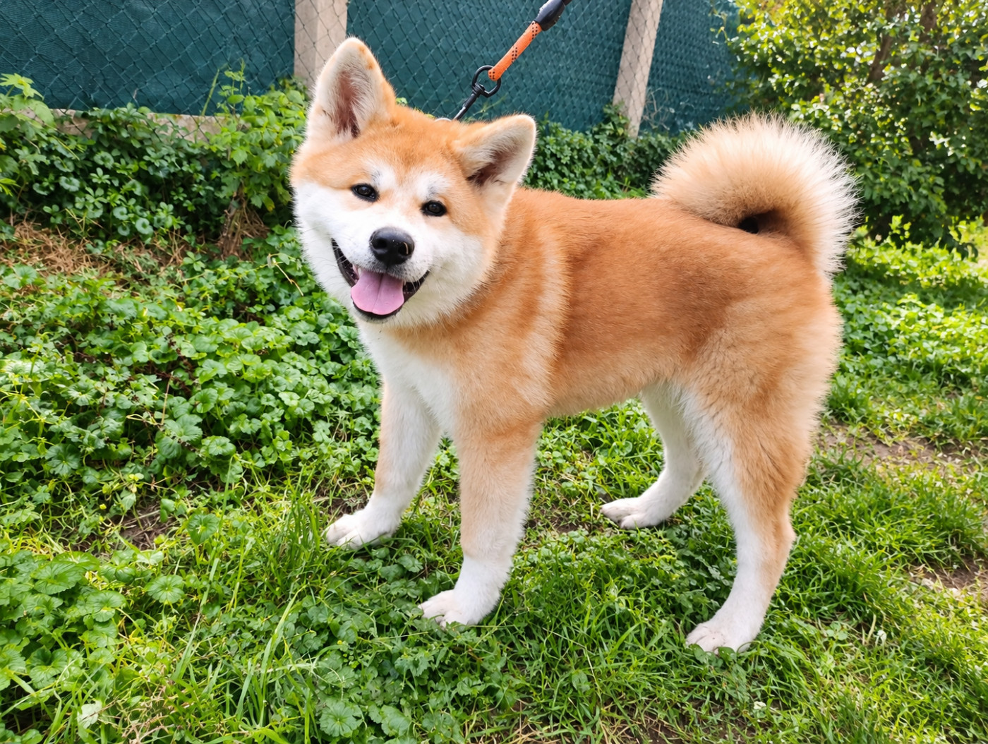des Compagnons du Coeur de l'Oise - Chiots disponibles - Akita