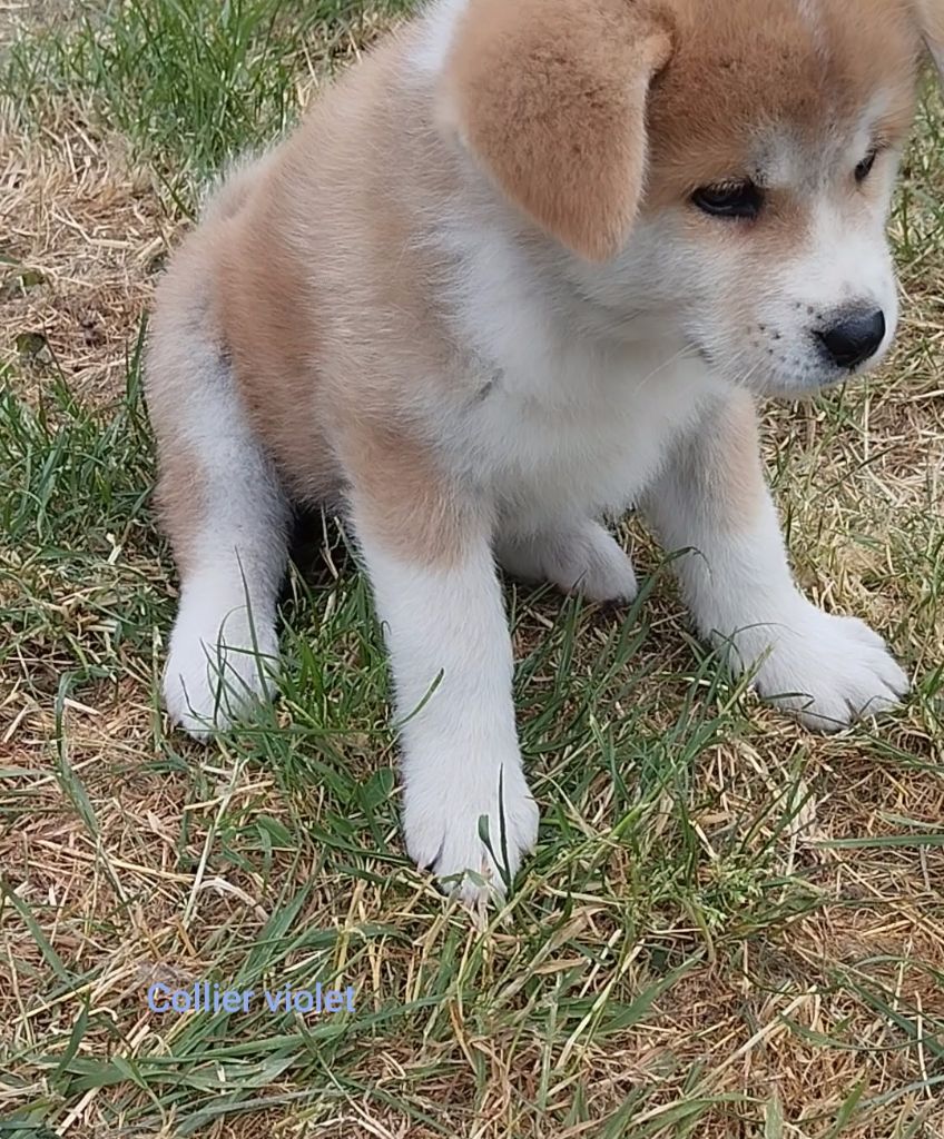 des Compagnons du Coeur de l'Oise - Chiots disponibles - Akita