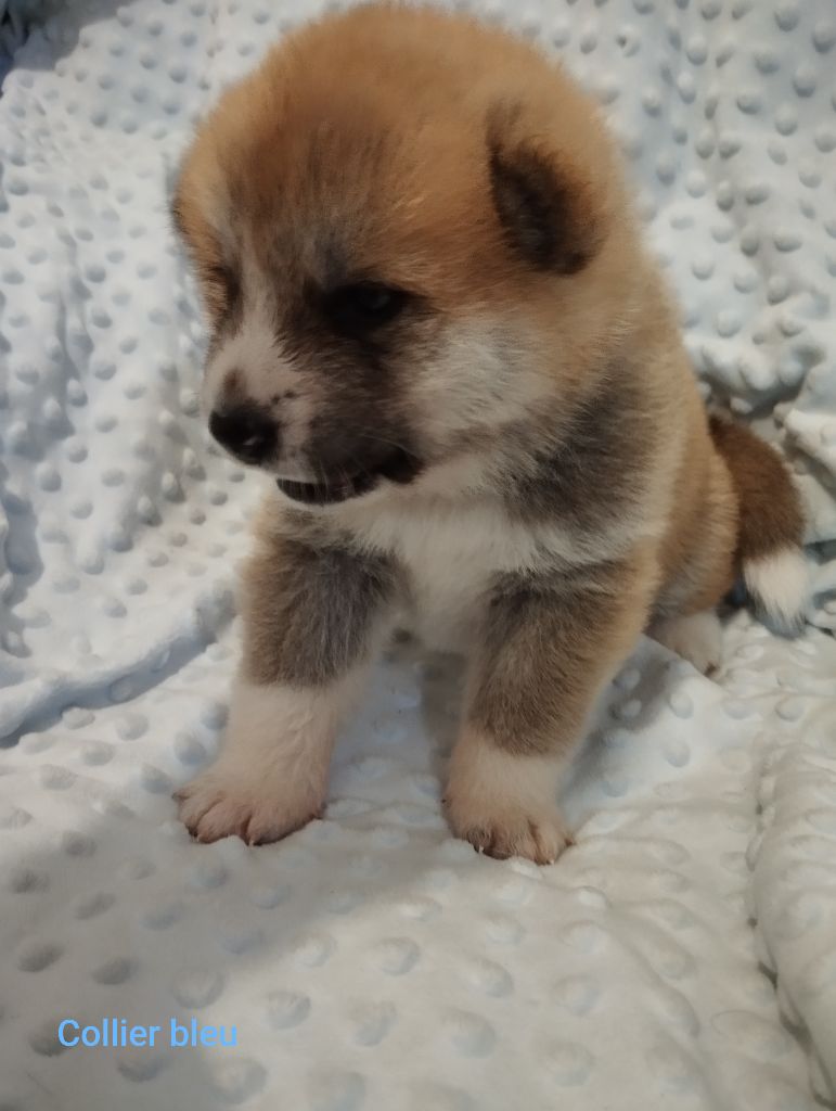 des Compagnons du Coeur de l'Oise - Chiots disponibles - Akita
