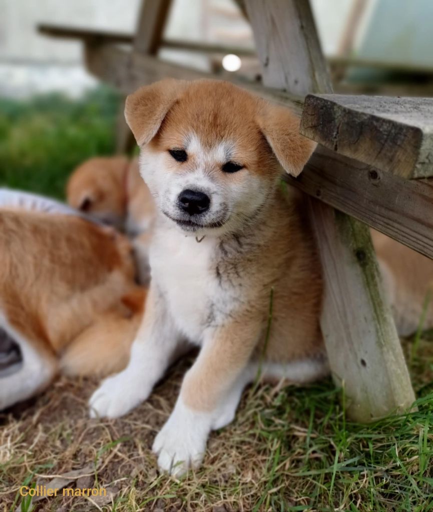 des Compagnons du Coeur de l'Oise - Chiots disponibles - Akita