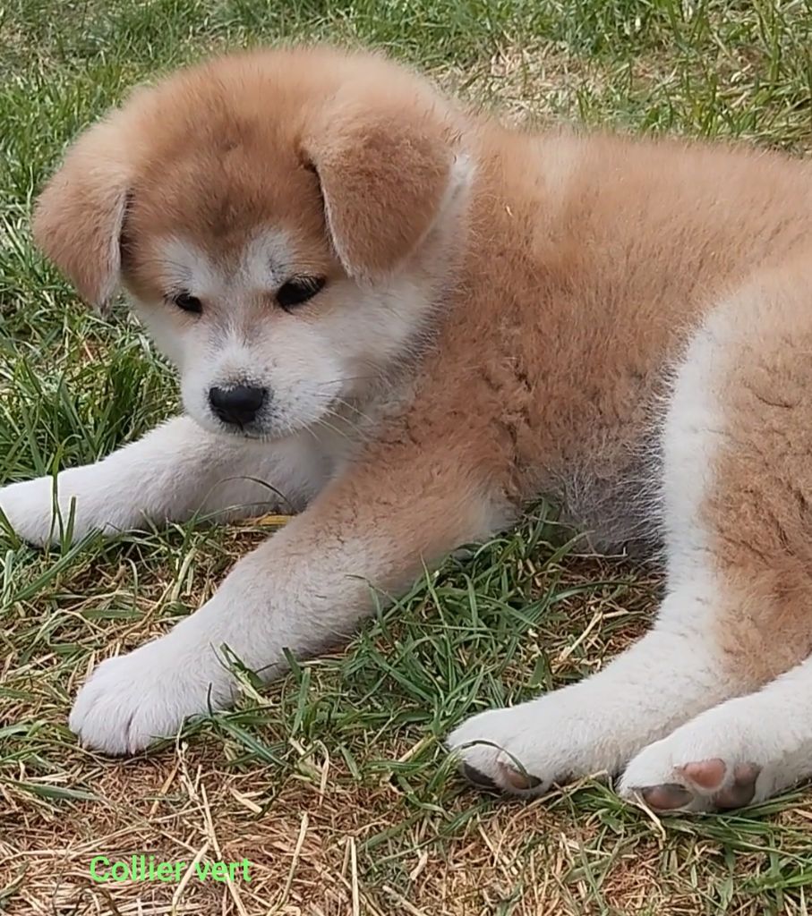 des Compagnons du Coeur de l'Oise - Chiots disponibles - Akita