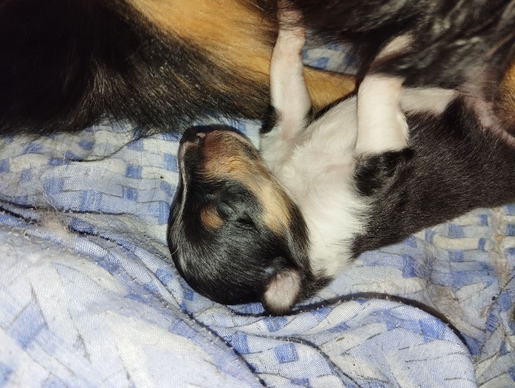 des Compagnons du Coeur de l'Oise - Chiots disponibles - Shetland Sheepdog