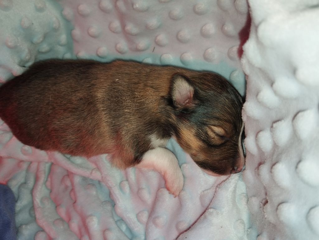 des Compagnons du Coeur de l'Oise - Chiots disponibles - Shetland Sheepdog