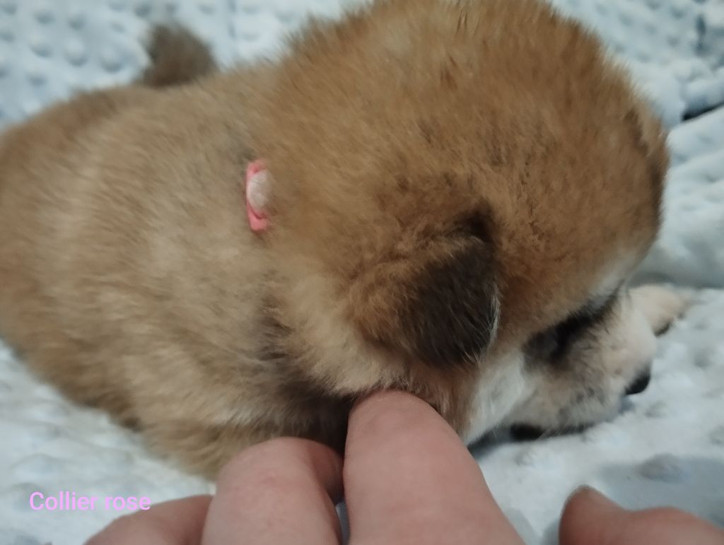 des Compagnons du Coeur de l'Oise - Chiots disponibles - Akita