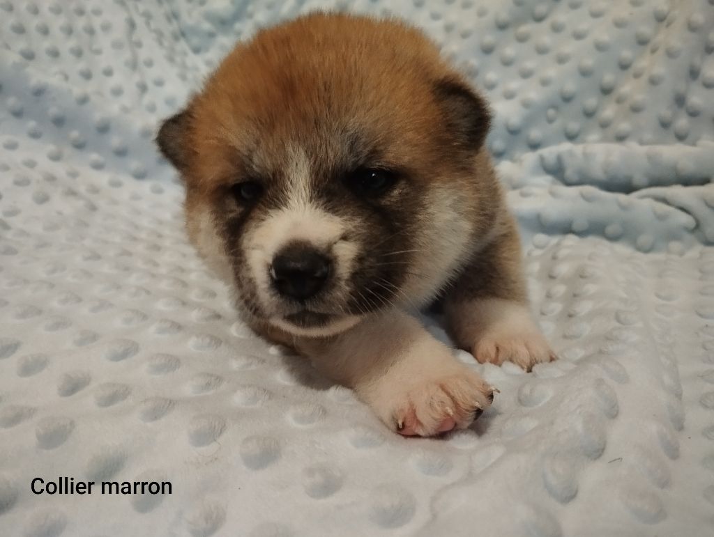 des Compagnons du Coeur de l'Oise - Chiots disponibles - Akita