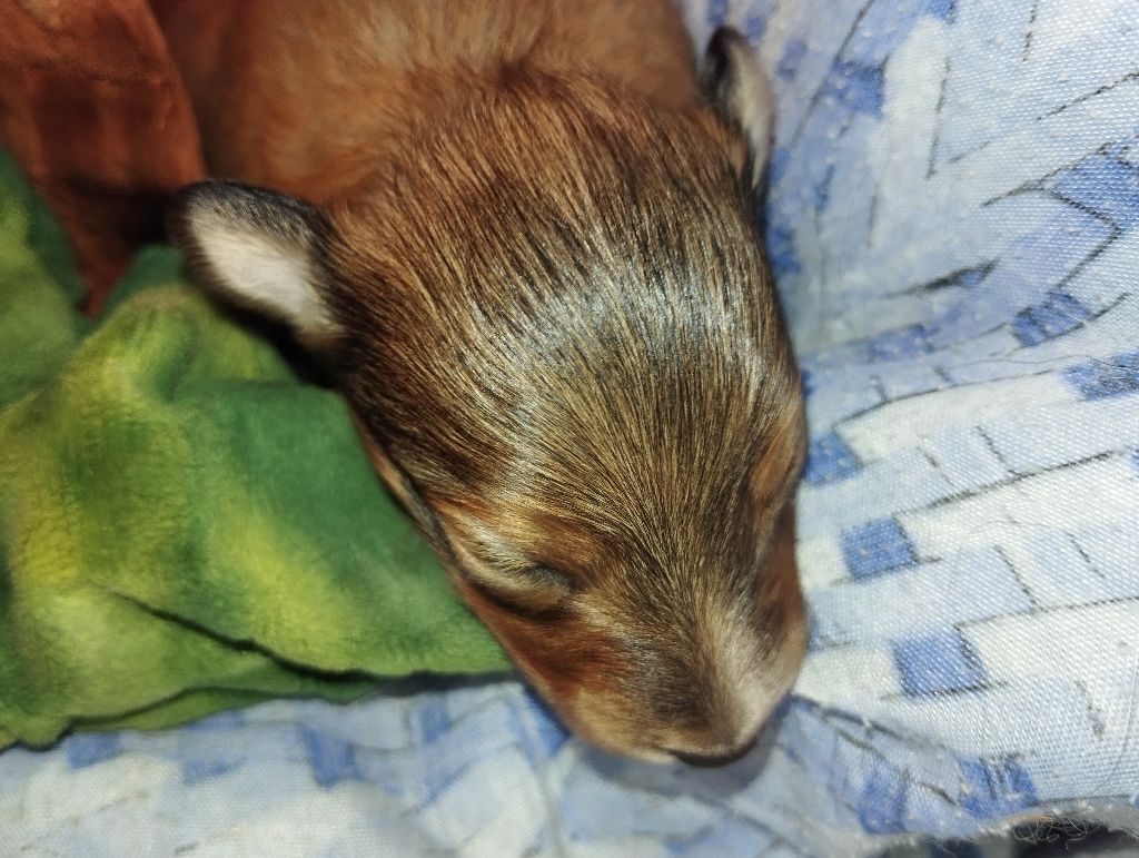 des Compagnons du Coeur de l'Oise - Chiots disponibles - Shetland Sheepdog