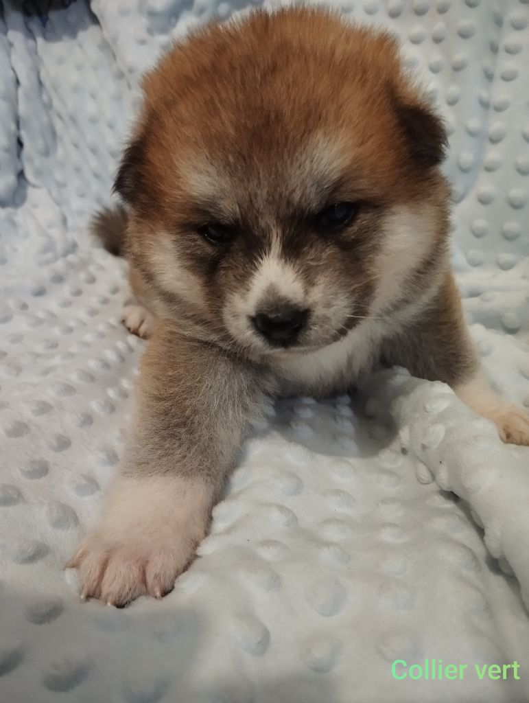 des Compagnons du Coeur de l'Oise - Chiots disponibles - Akita