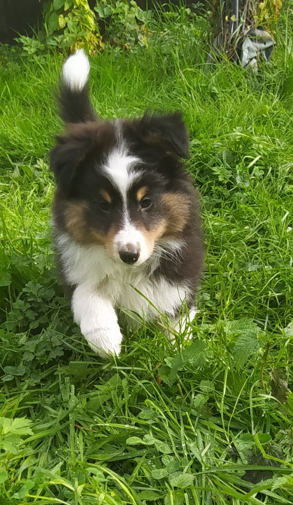 des Compagnons du Coeur de l'Oise - Shetland Sheepdog - Portée née le 25/08/2024