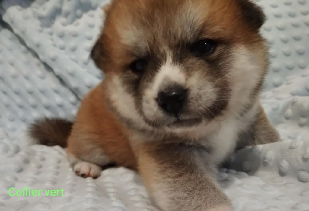 Chiot Akita des Compagnons du Coeur de l'Oise