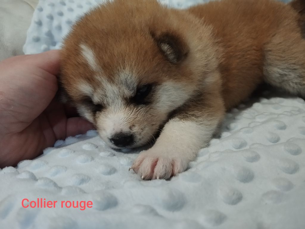 des Compagnons du Coeur de l'Oise - Chiots disponibles - Akita